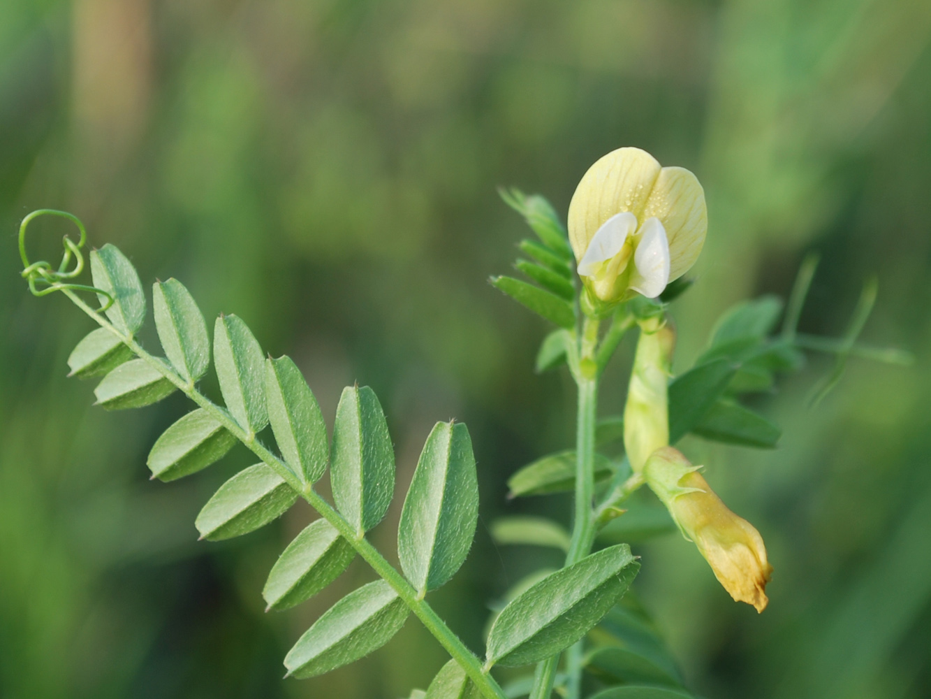 Image of Vicia hyrcanica specimen.