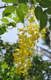 Cassia fistula. Часть ветви с соцветием. Таиланд, остров Тао, в культуре. 25.06.2013.