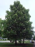 Aesculus hippocastanum