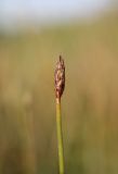 Image of taxon representative. Author is Антон Попович