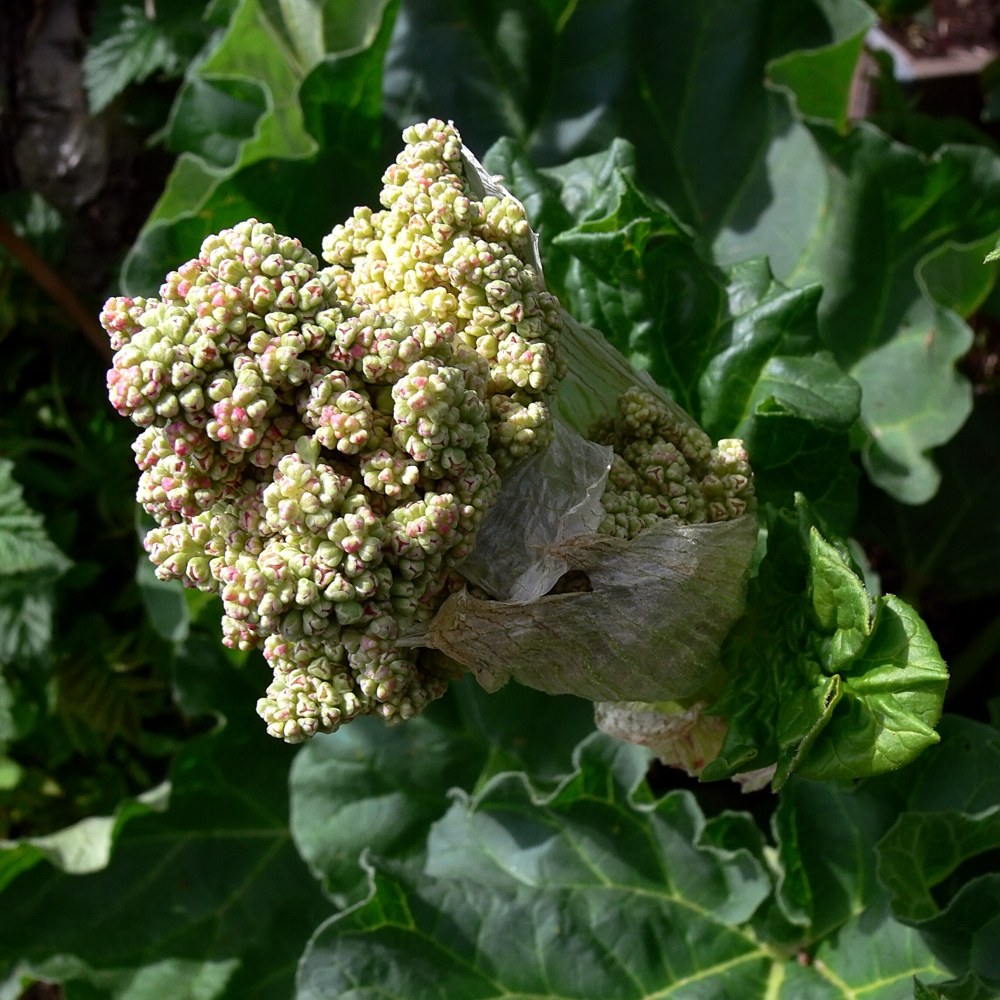 Изображение особи Rheum rhabarbarum.