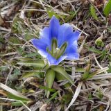 Gentiana grandiflora