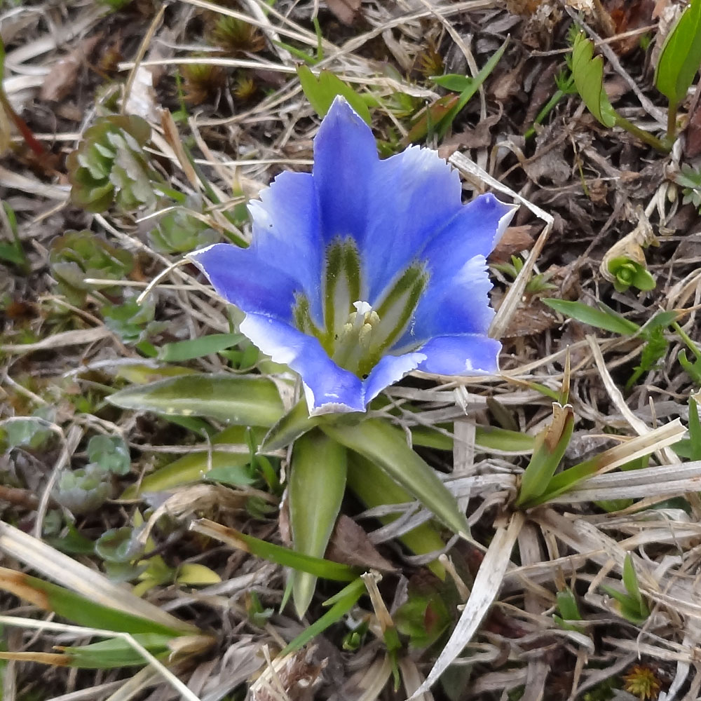 Изображение особи Gentiana grandiflora.