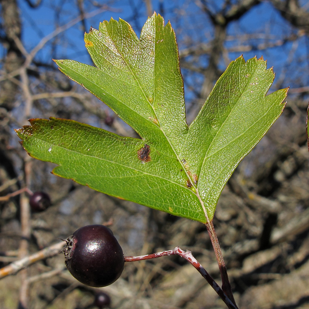 Изображение особи Crataegus pentagyna.