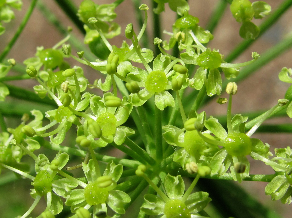 Image of Heracleum sibiricum specimen.