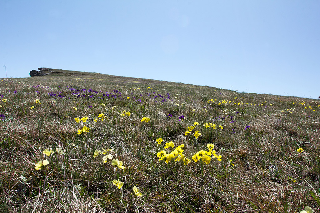 Image of Viola oreades specimen.