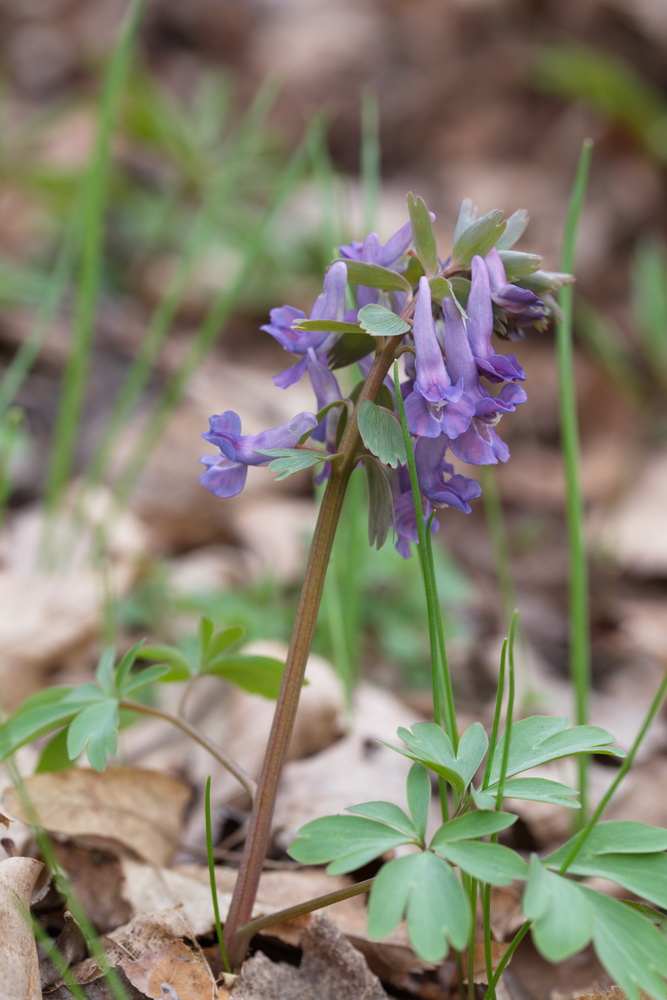 Image of Corydalis solida specimen.