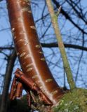 Prunus serrula. Основание ветки. Германия, г. Дюссельдорф, Ботанический сад университета. 02.03.2014.