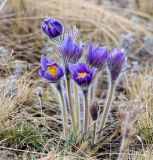 Pulsatilla patens