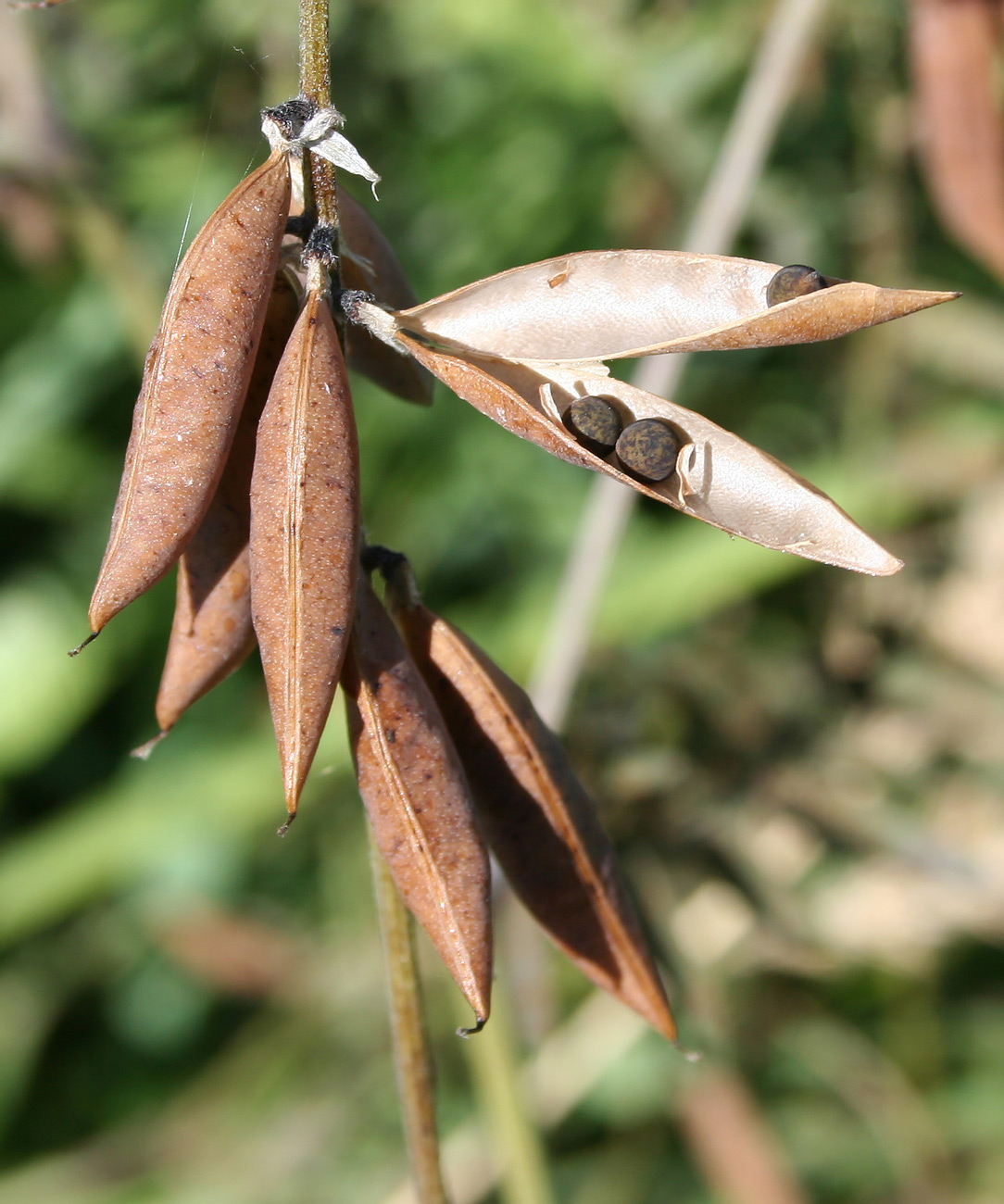 Изображение особи Vicia cracca.