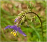 Polemonium caeruleum. Цветок. Чувашия, окрестности г. Шумерля, Кумашкинский заказник, Соколова поляна. 9 июля 2009 г.