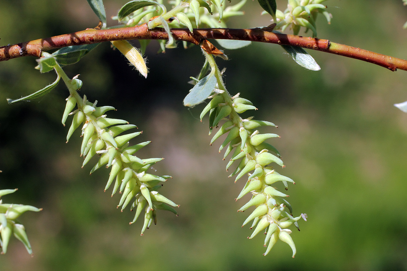 Image of Salix niedzwieckii specimen.