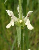 Stachys recta. Часть соцветия. Украина, г. Запорожье, пос. Солнечный, балка. 22.05.2014.