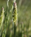 Phalaris paradoxa. Верхушка цветущего растения. Израиль, окр. г. Кирьят-Оно, влажная залежь. 28.03.2014.