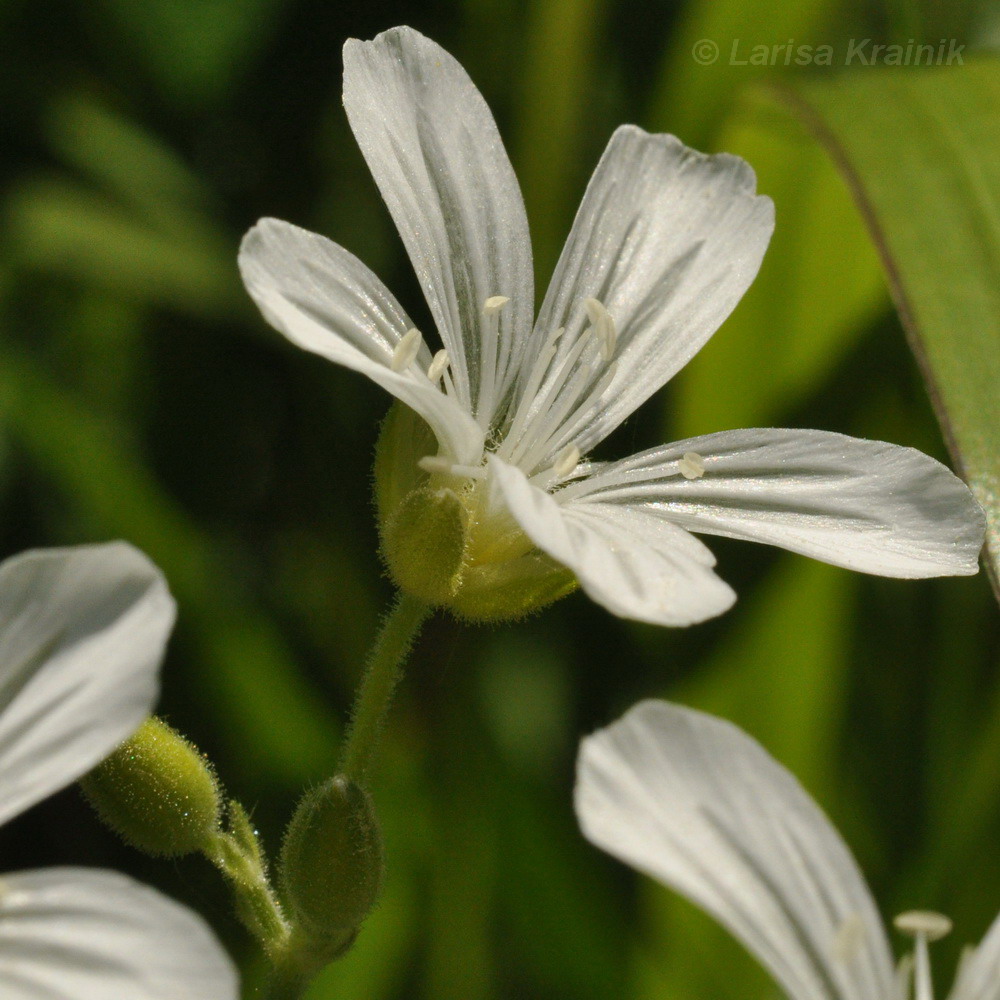 Image of Cerastium pauciflorum specimen.