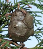 Cupressus sempervirens