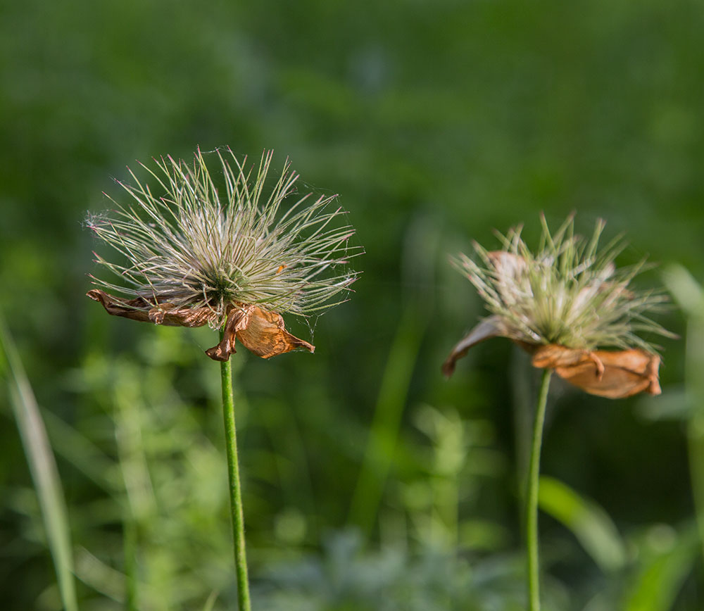 Изображение особи Pulsatilla patens.