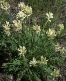 Oxytropis approximata