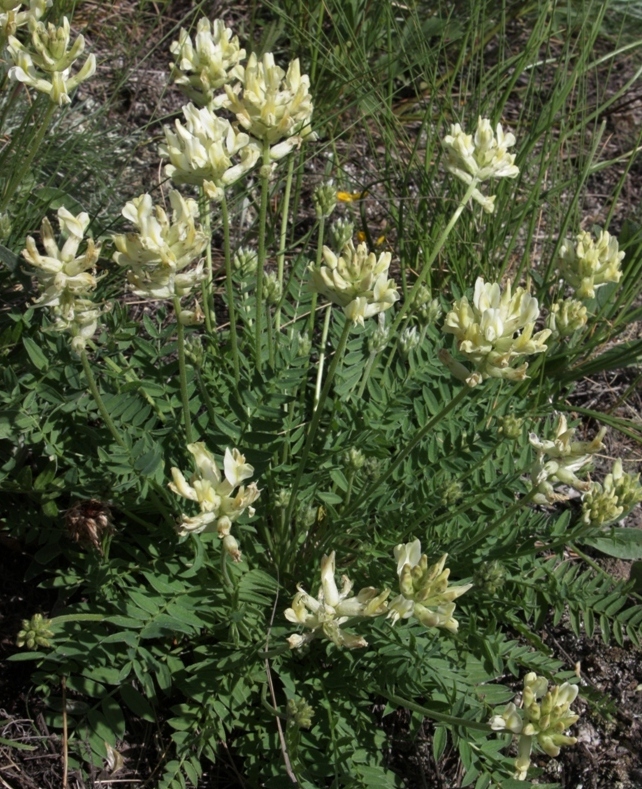 Изображение особи Oxytropis approximata.