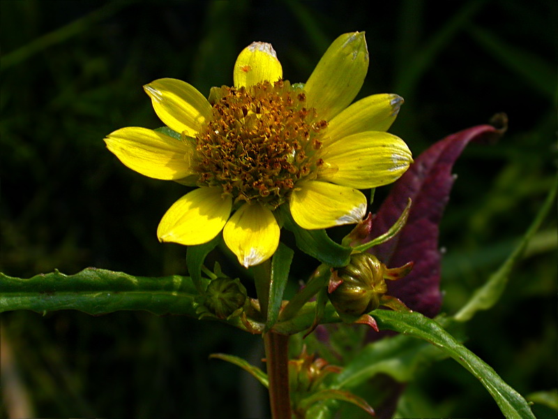 Изображение особи Bidens cernua var. radiata.