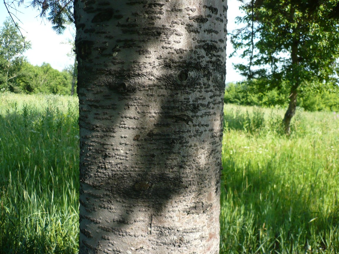 Image of Abies sibirica specimen.