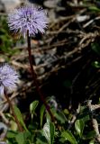 Globularia cordifolia