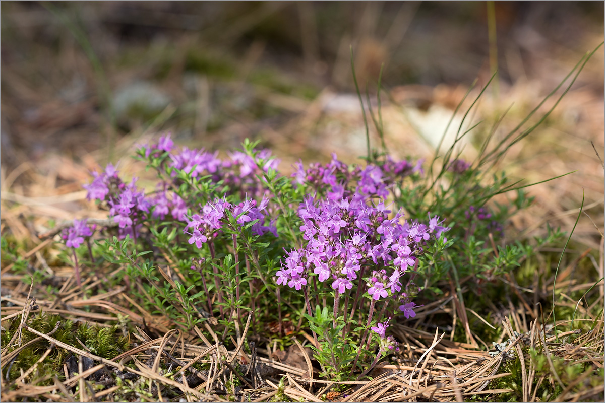 Изображение особи Thymus serpyllum.