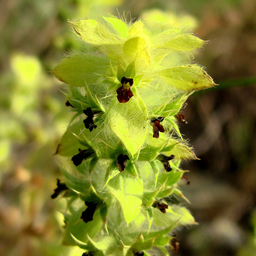 Изображение особи Sideritis comosa.