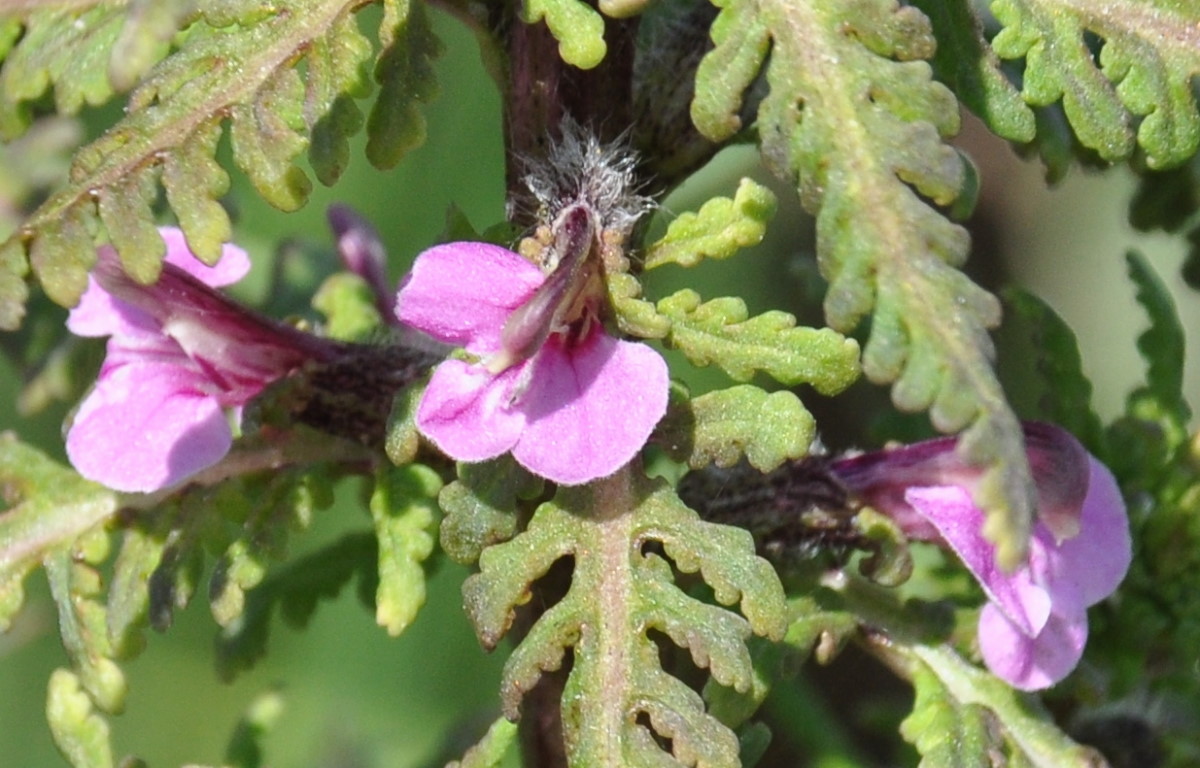 Image of Pedicularis karoi specimen.