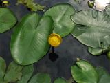 Nuphar lutea. Цветущее растение на поверхности воды. Нидерланды, Гронинген, пруд в черте города. 24 июня 2006 г.