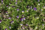 Viola tricolor