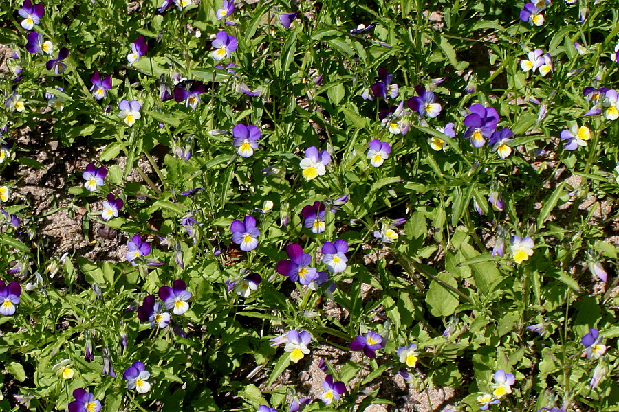 Image of Viola tricolor specimen.