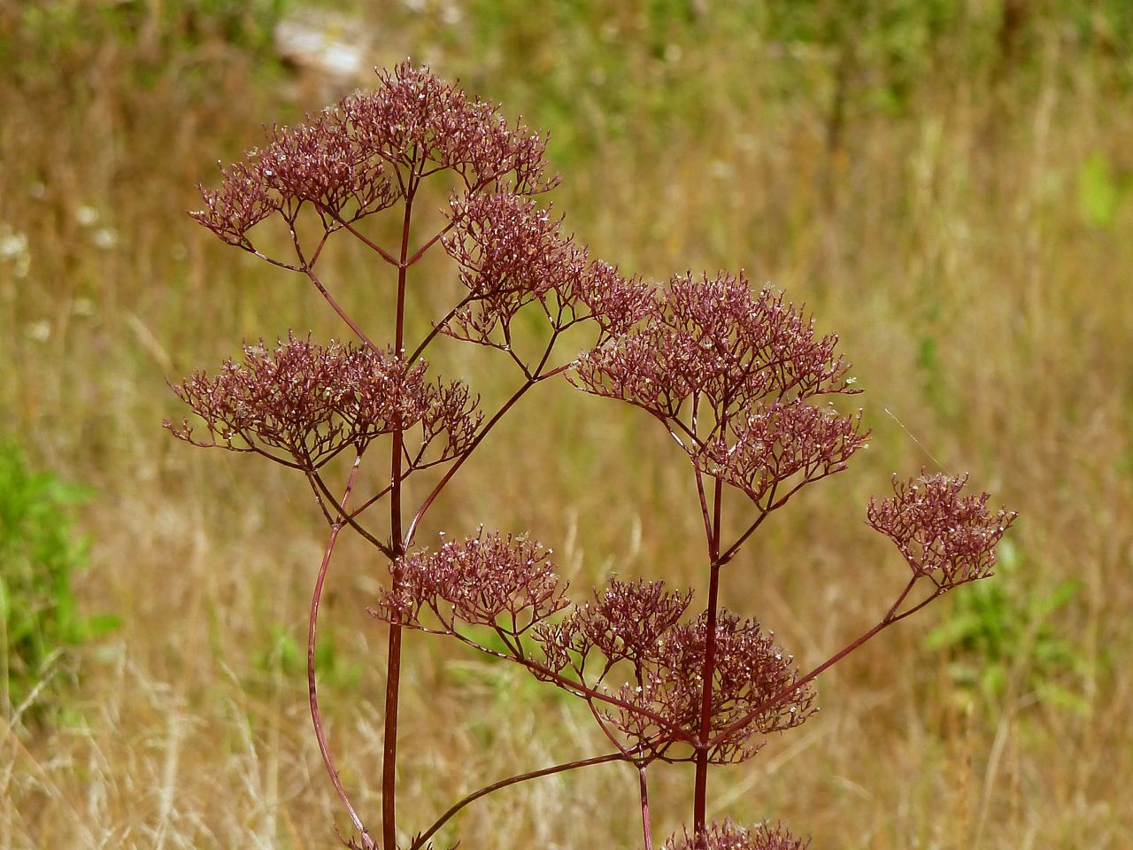 Изображение особи Valeriana officinalis.