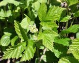 Rubus saxatilis