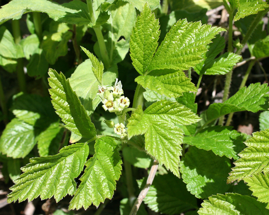 Image of Rubus saxatilis specimen.
