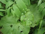 Diphylleia grayi