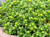 Honckenya peploides ssp. diffusa