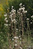 Erigeron acris. Плодоносящие растения на склоне зарастающего карьера. Белгородская обл., пос. Борисовка. 01.07.2009.