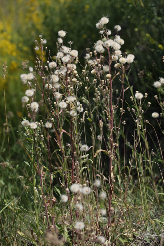 Изображение особи Erigeron acris.