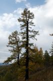 Larix sibirica
