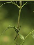 Melampyrum arvense