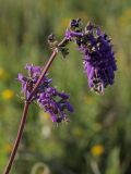 Salvia nutans. Соцветие, поражённое тлёй. Белгородская обл., окр. пос. Борисовка, Острасьев Яр, степь. 30.06.2009.