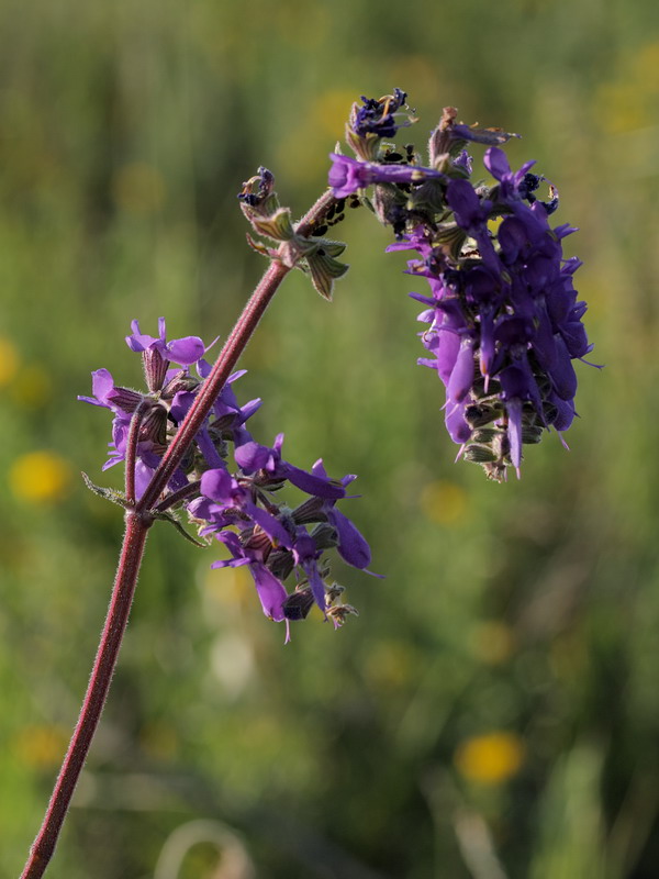 Image of Salvia nutans specimen.