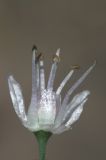 Image of taxon representative. Author is Владимир Эпиктетов