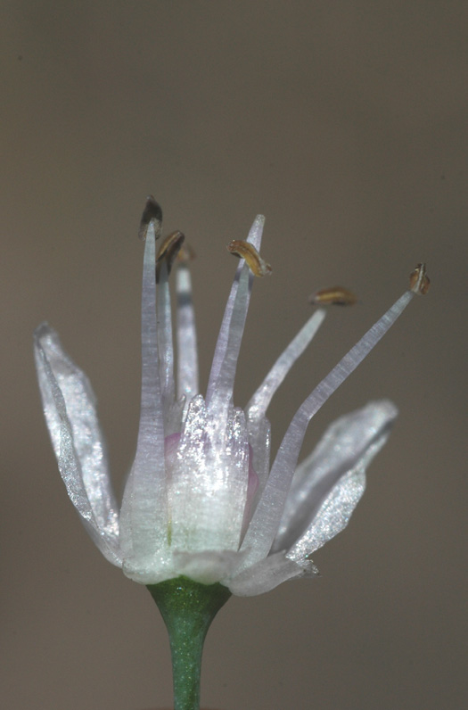 Image of Allium nutans specimen.