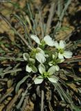 Erysimum leucanthemum. Соцветие в центре розетки прикорневых листьев. Астраханская обл., сев.-вост. берег оз. Баскунчак, ур. Хара-Усун. 4.10.2009.