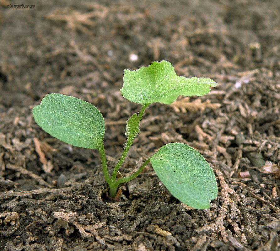 Image of Bryonia alba specimen.