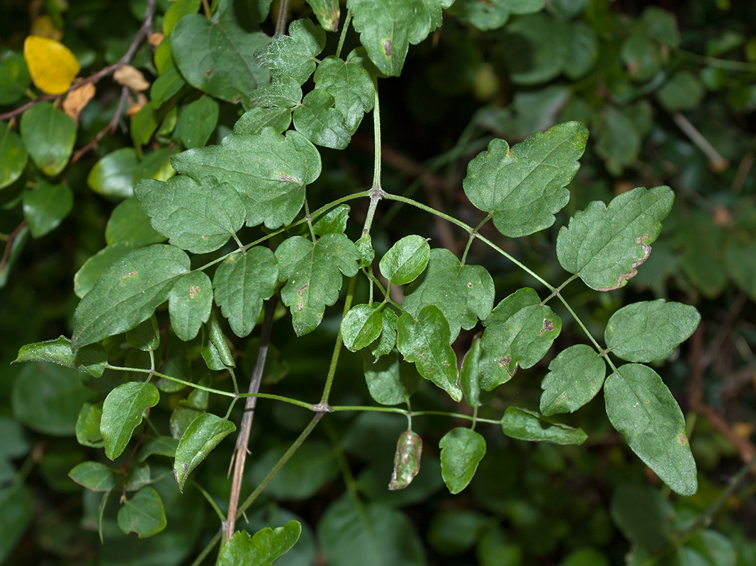 Изображение особи Clematis vitalba.