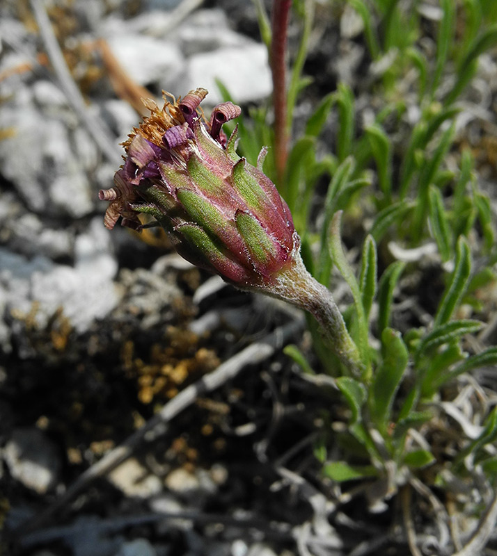 Image of Rhinactinidia eremophila ssp. tuvinica specimen.