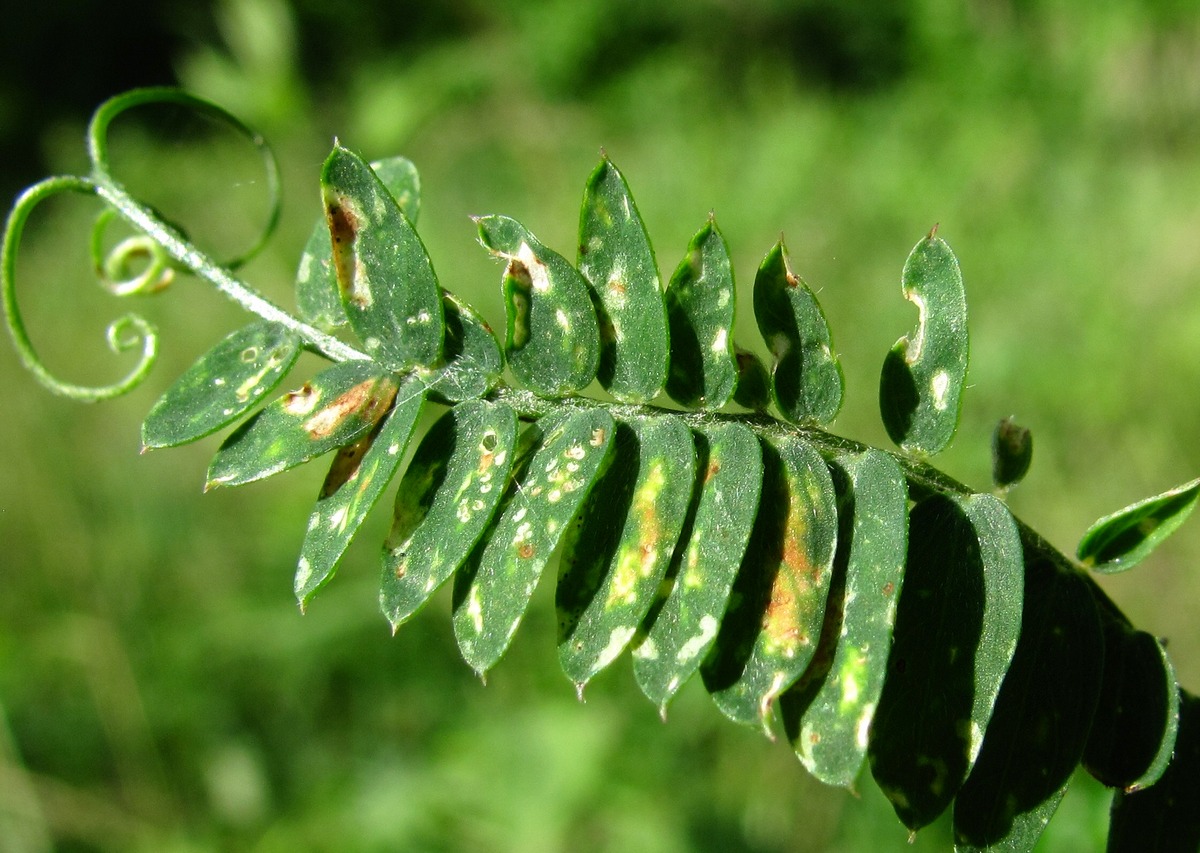 Image of Vicia cracca specimen.